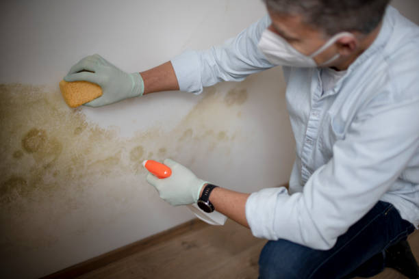 Best Certified Mold Removal  in Otterbe, IN